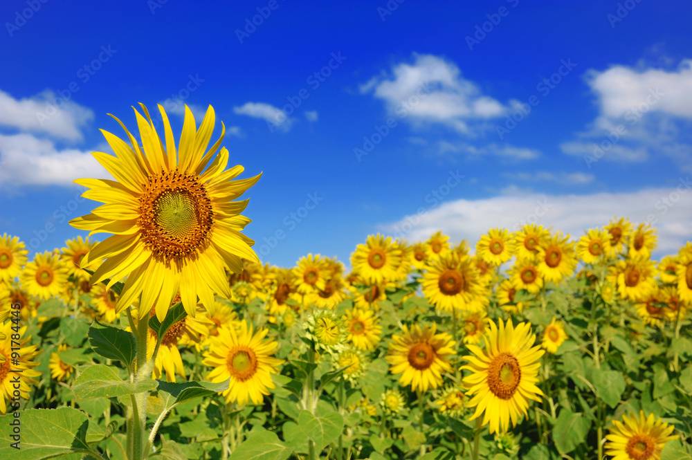 sunflower field over cloudy blue sky and bright sun lights sunflower field over cloudy blue sky and bright sun lights