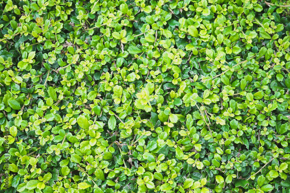 Green leaf or use as background. Green leaf or use as background.