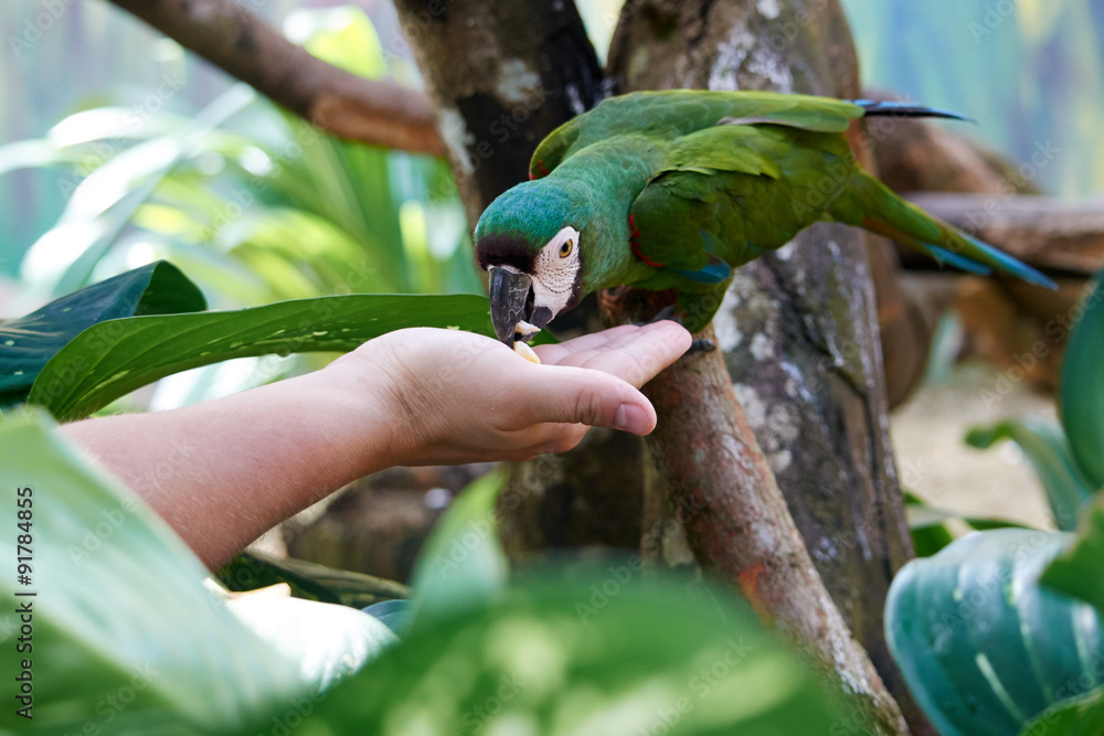 Fototapeta premium A large beautiful macaw parrot eats food from a human hand.
