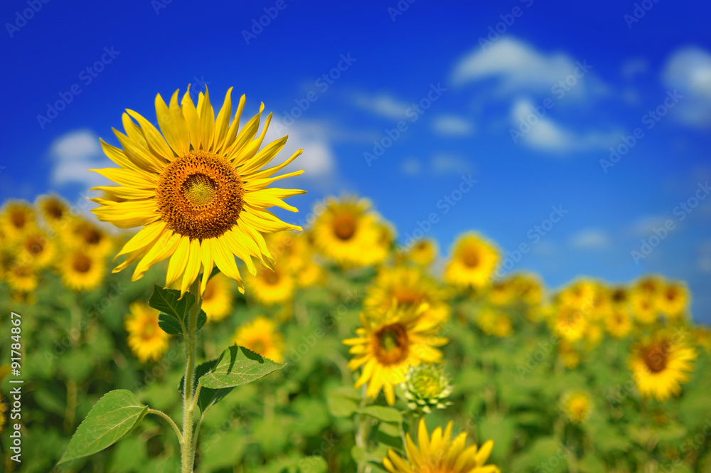 Naklejka premium sunflower field over cloudy blue sky and bright sun lights