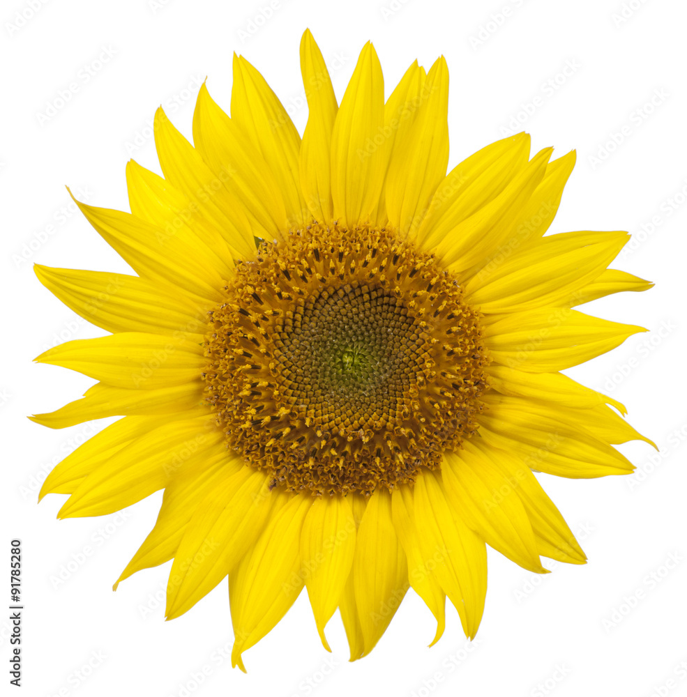 Naklejka premium Sunflower