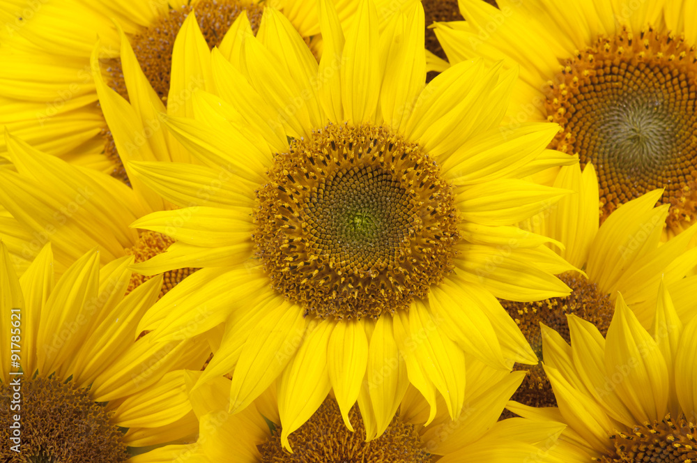 Obraz premium Sunflower