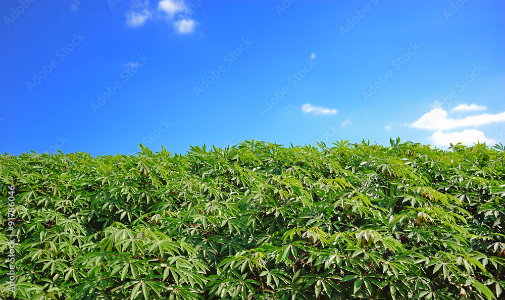 The green cassava field with blue sky