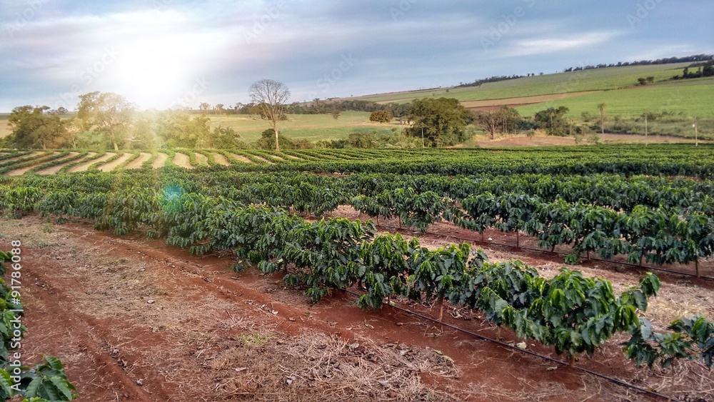 Sunlight on the coffee plantation - Brazil