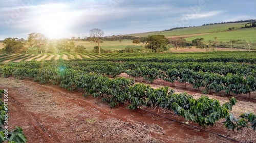 Fotografía Sunlight on the coffee plantation - Brazil