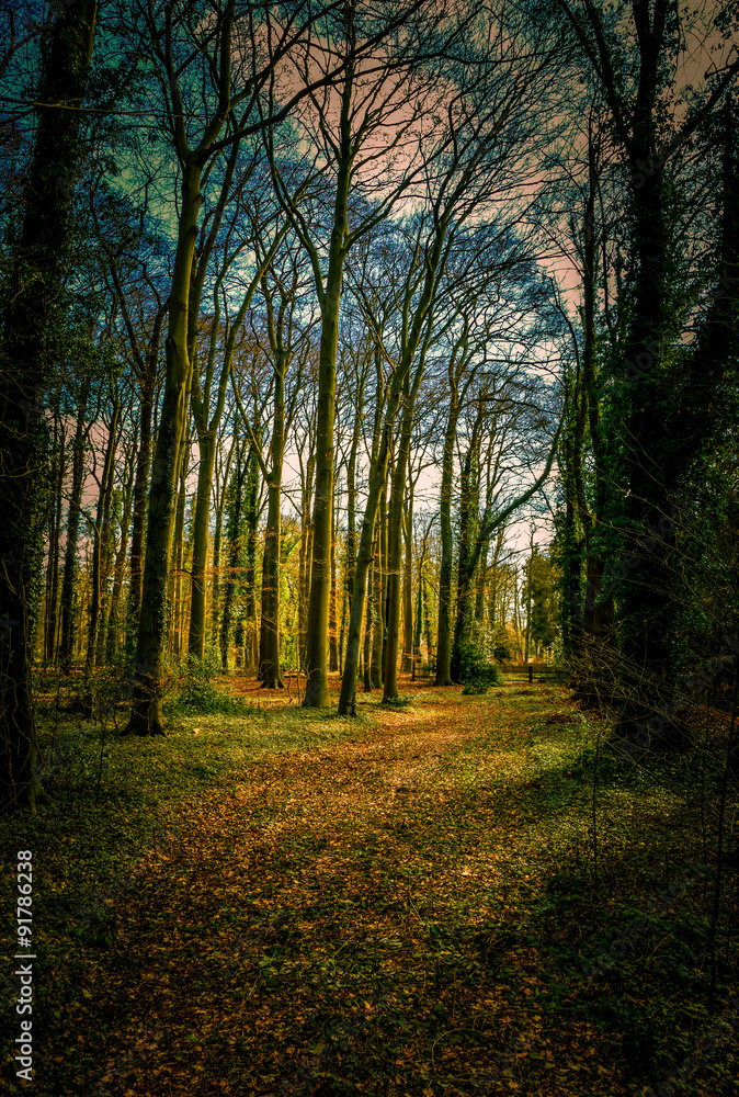 Fototapeta premium Autumn in the forest