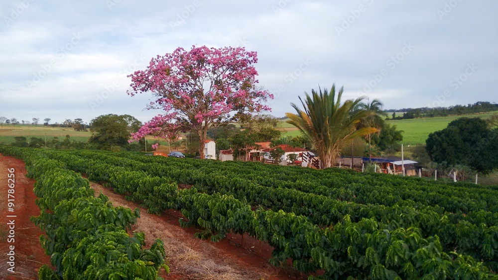 Coffee plantation and Ipe tree landscape Coffee plantation and Ipe tree landscape
