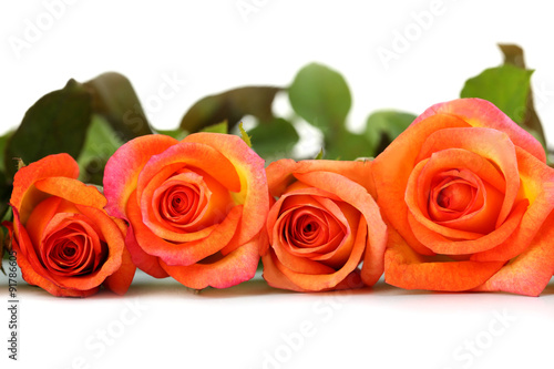 Bouquet of orange roses on white background