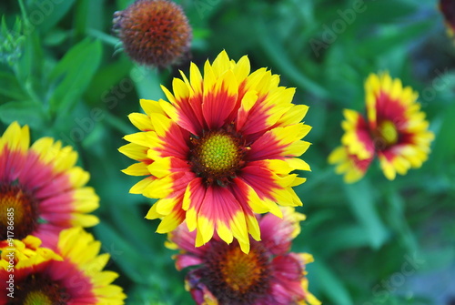 Pink-yellow flower in the garden