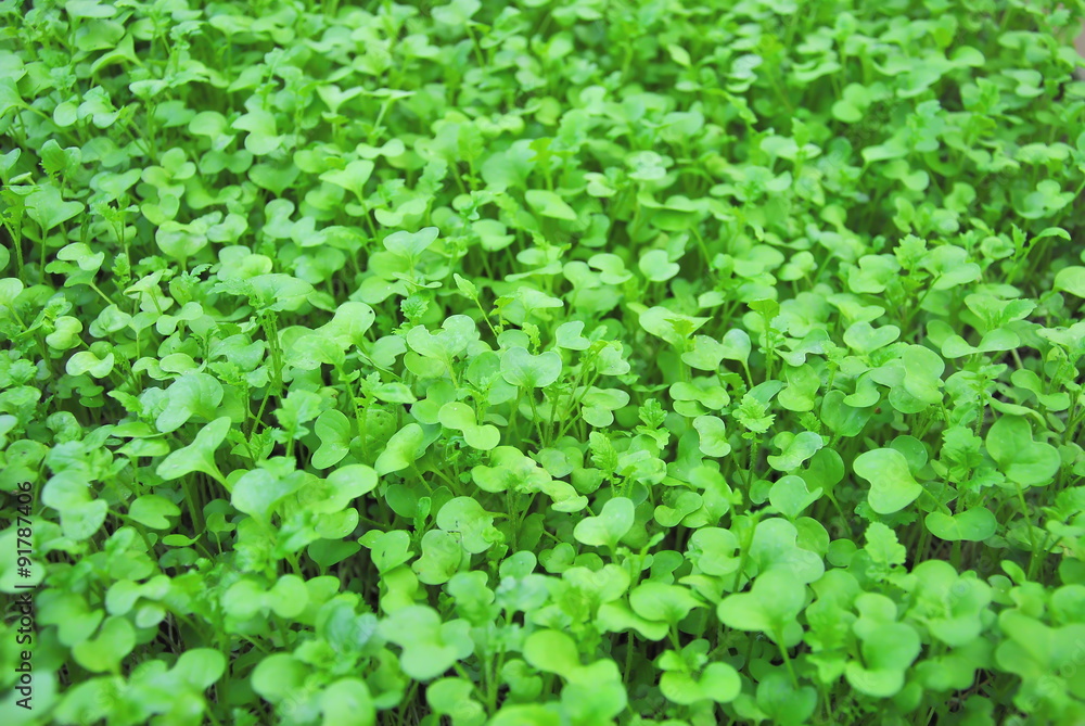 Green young sprouts in the garden Green young sprouts in the garden