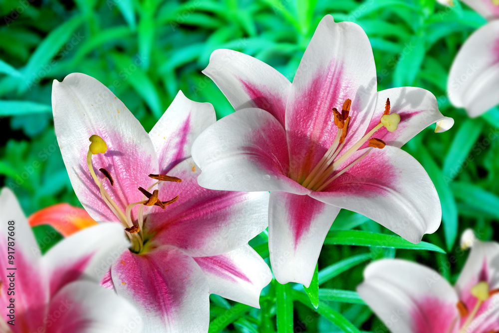garden, lily flowers garden, lily flowers