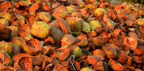 Textured background of brown coconuts in subrise sun photo