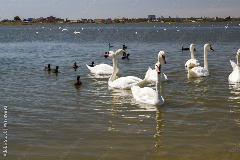 White swans and other birds on the pond