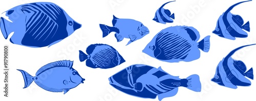 marine tropical fish
