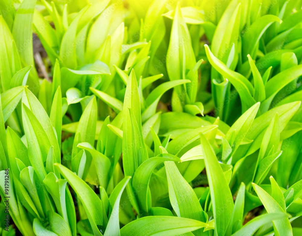 Obraz premium Lush green plants close up background