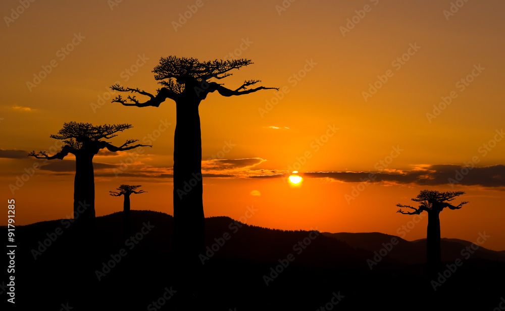 custom made wallpaper toronto digitalBaobab trees at sunset in Madagascar