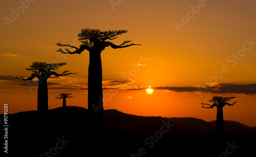 Wallpaper Mural Baobab trees at sunset in Madagascar Torontodigital.ca