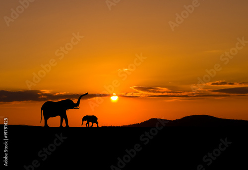 Elephants in African savannah at sunset