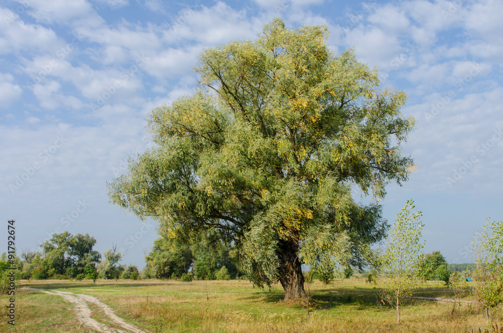Fototapeta premium Tree
