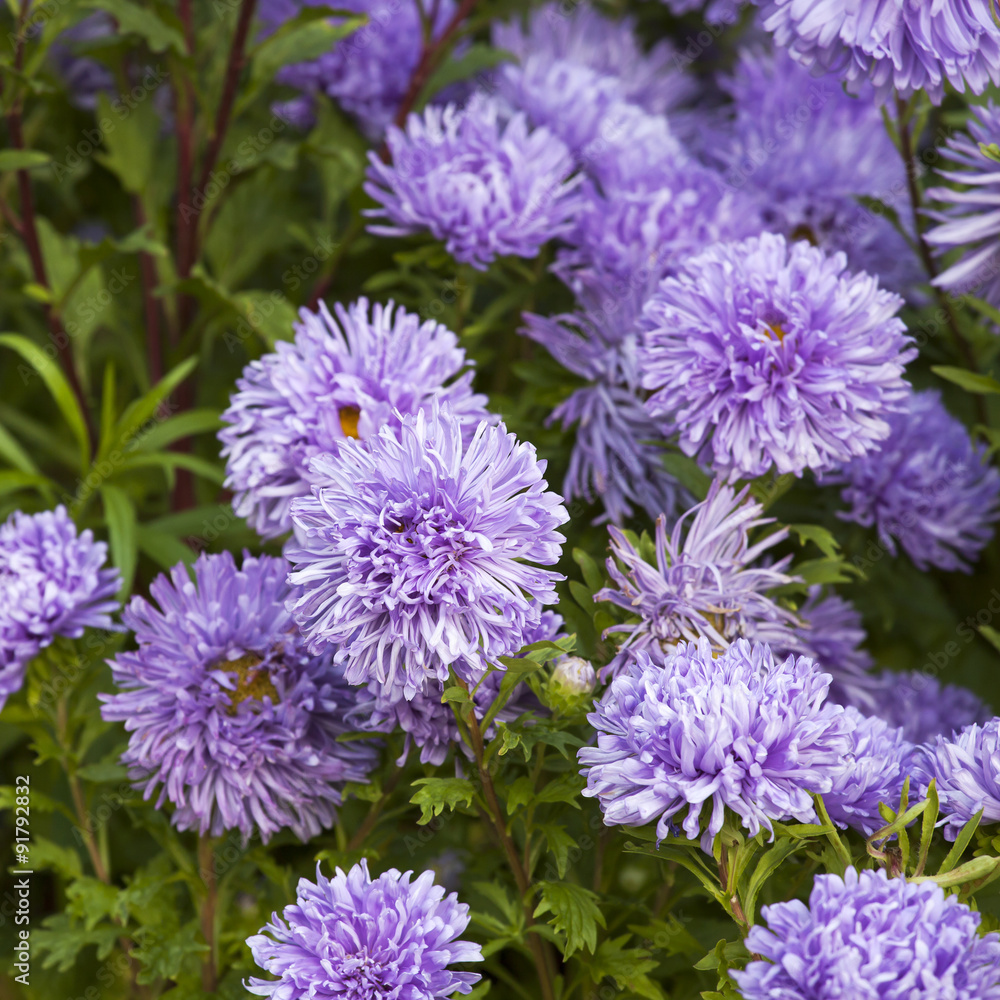 Fluffy blue asters on the field. Selective focus Fluffy blue asters on the field. Selective focus