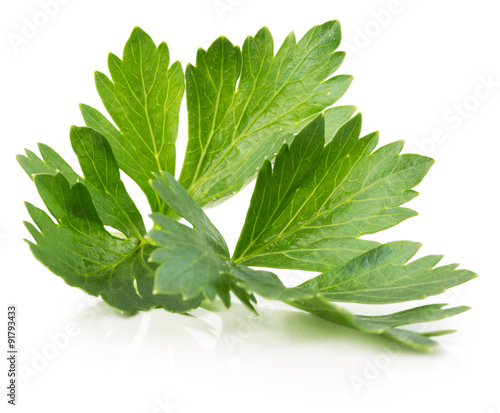 celery leaves isolated on the white background