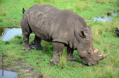 Southern White Rhinoceros