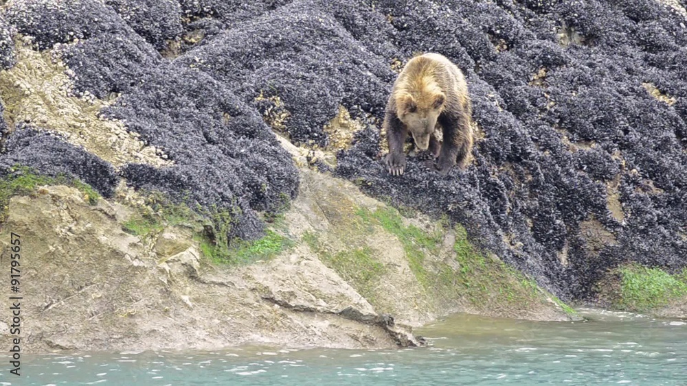 A brown bear feeding on mussels in the intertidal zone in Glacier Bay ...