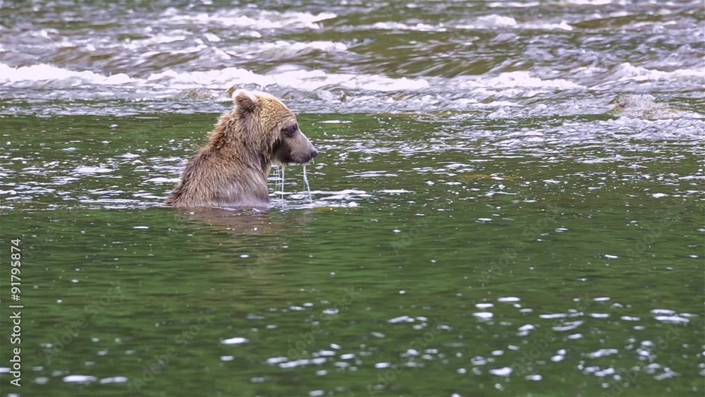 Brown Bear snorkeling for salmon at Pavlof River flowing into Freshwater Bay in Pavlof Harbor on Baranof Island in Southeast Alaska. Brown Bear snorkeling for salmon at Pavlof River flowing into Freshwater Bay in Pavlof Harbor on Baranof Island in Southeast Alaska.