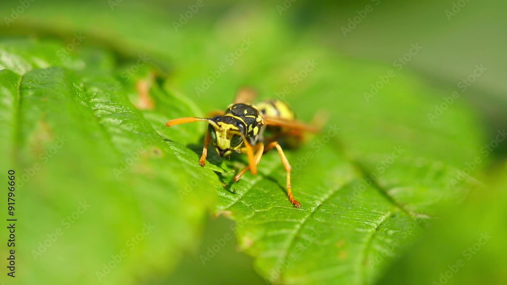 Predator Predator