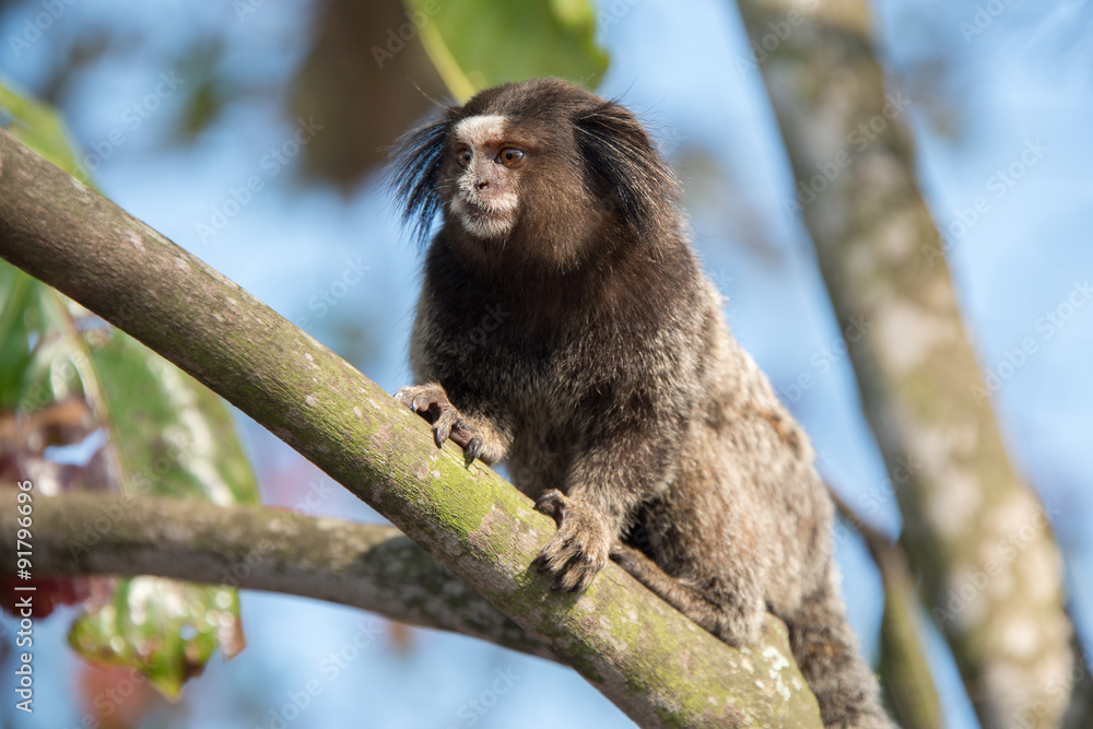 Fototapeta premium Marmoset