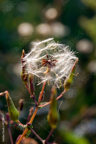 Foto field sow-thistle (Sonchus arvensis)