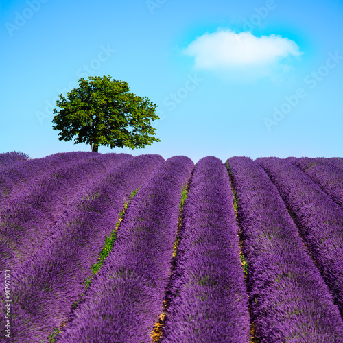 Fototapeta Naklejka Na Ścianę i Meble -  Lavender and lonely tree uphill. Provence, France