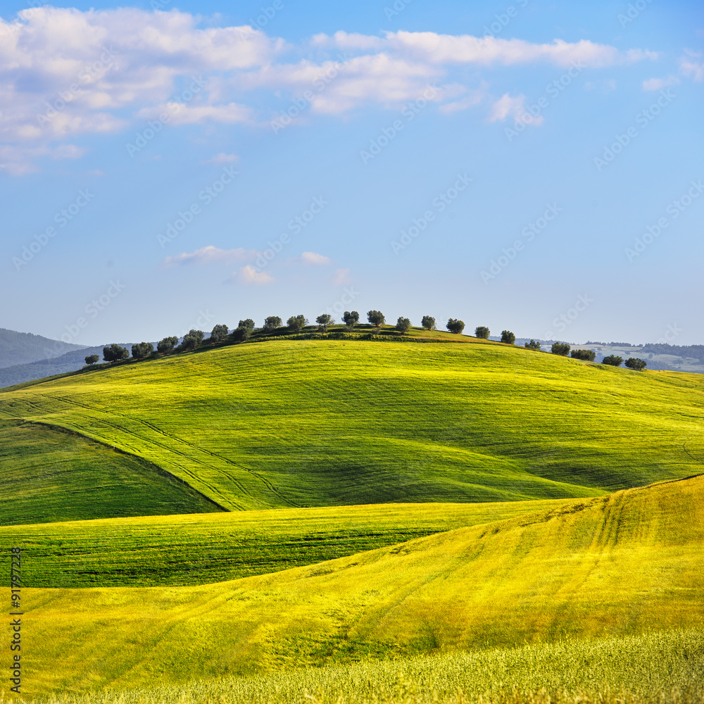 Wheat Field and olive trees uphill in summer. Tuscany, Italy