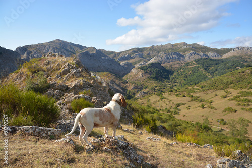 perro de caza en las montañas de los picos de europa