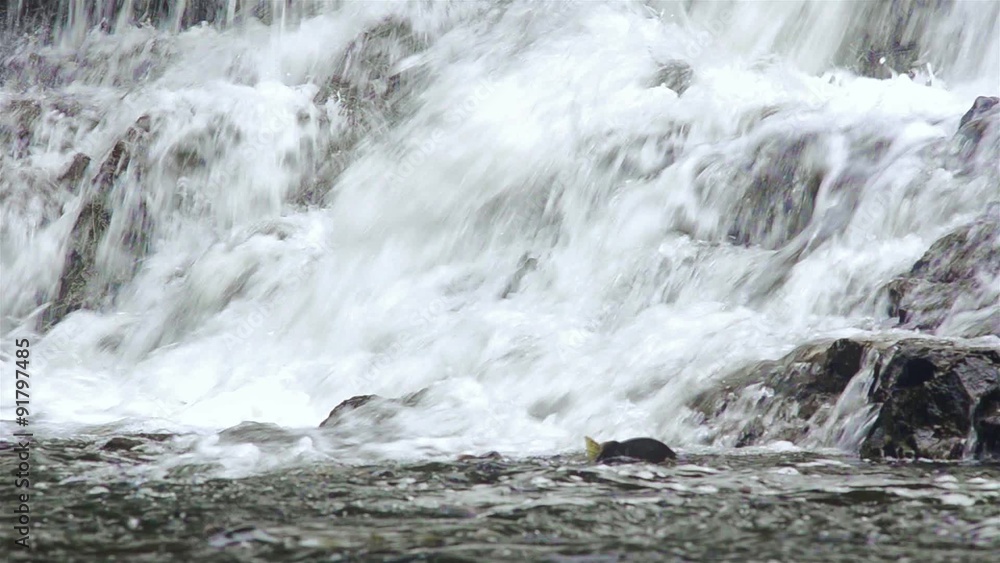 Salmon jumping up Pavlof River flowing into Freshwater Bay in Pavlof Harbor on Baranof Island in Southeast Alaska. Salmon jumping up Pavlof River flowing into Freshwater Bay in Pavlof Harbor on Baranof Island in Southeast Alaska.