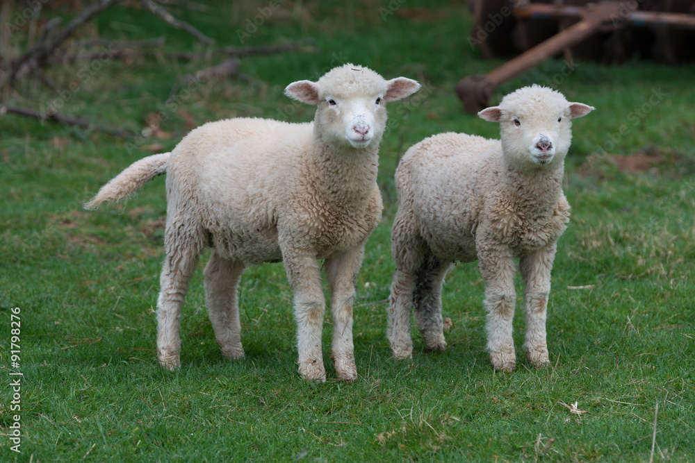 Sheep in the paddock Sheep in the paddock