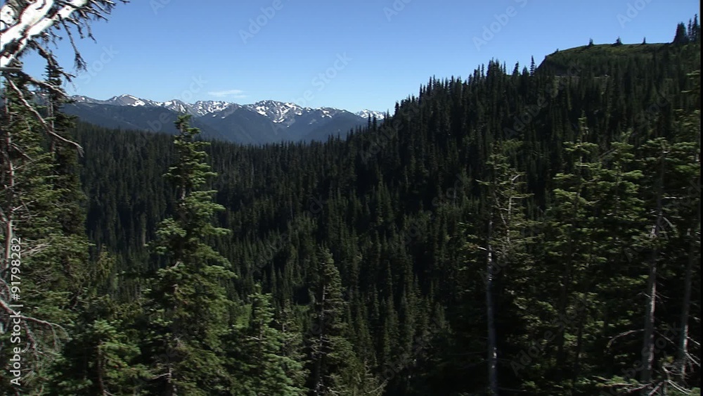 dolly past deadfall Olympic mountains in BG dolly past deadfall Olympic mountains in BG