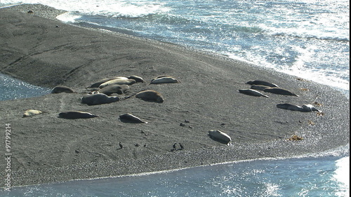 WS beached elephant seals
