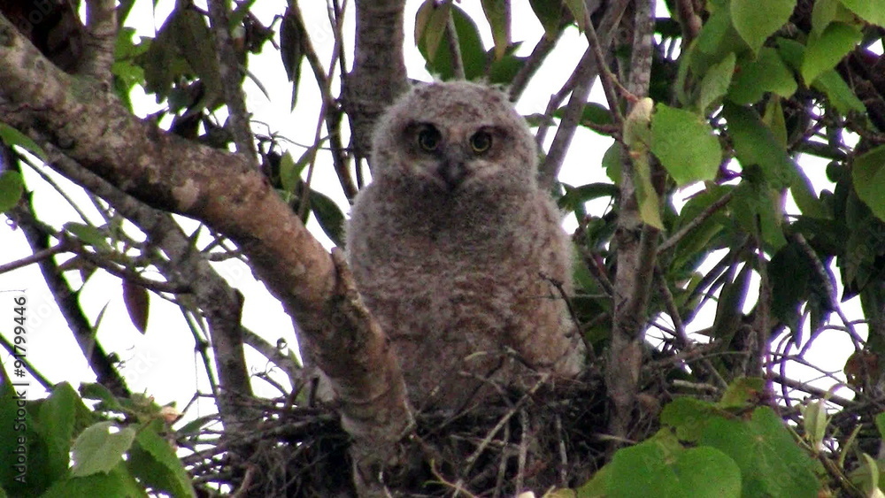 A great horned owl peers from the branches of a tree. A great horned owl peers from the branches of a tree.