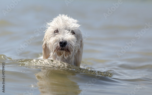 Portrait of cute dog in water