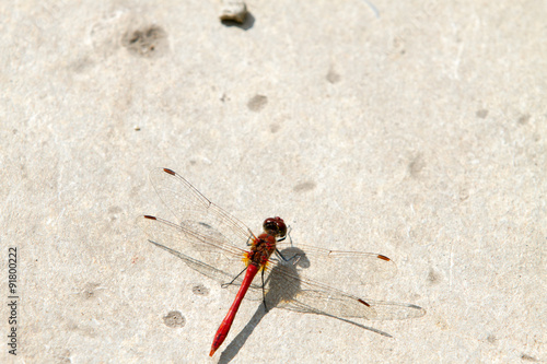 Fotografie The red-veined darter or nomad (Sympetrum fonscolombii), dragonfly of the genus