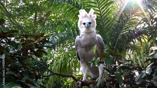 A harpy eagle, largest of world's eagles, peers out from the jungle.