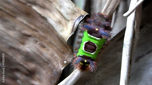 A saddleback caterpillar walks on a leaf in the Everglades, Florida.