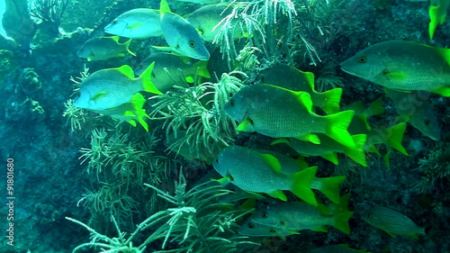 Yellowtail snappers swim underwater in the Florida Keys. photo