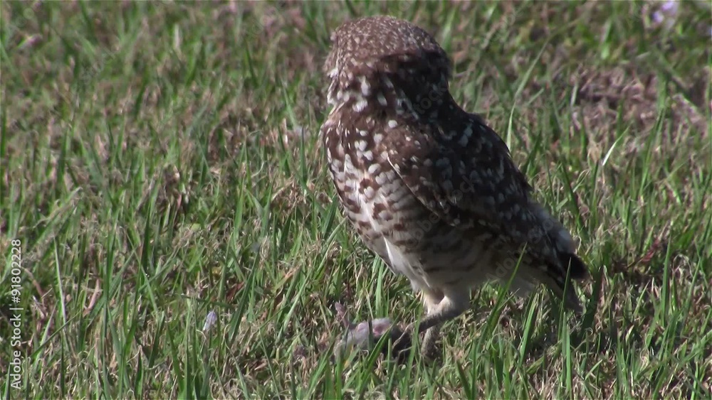 A burrowing owl looks around. A burrowing owl looks around.