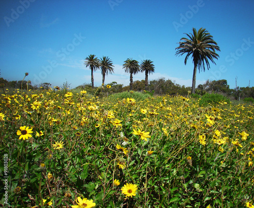 field of flowers with palm trees