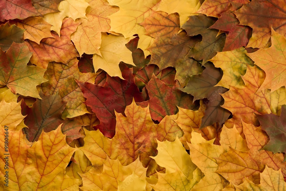 Colorful maple leaves. Thanksgiving, autumn.