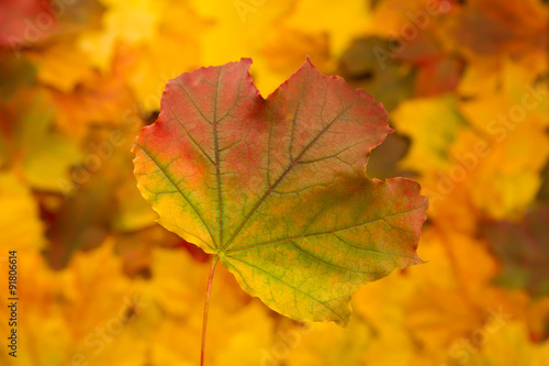 Colorful maple leaves. Thanksgiving, autumn.
