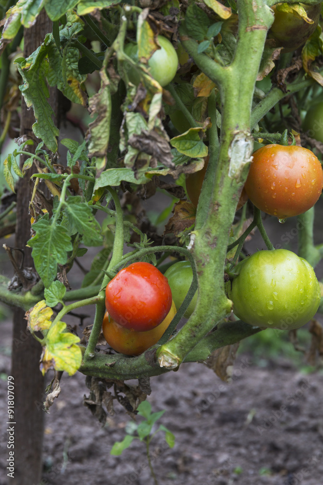 Fresh green tomatoes in the ground