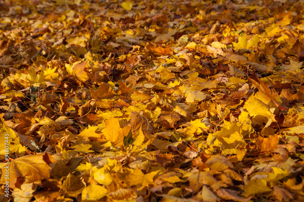 Autumn yellow leaves background